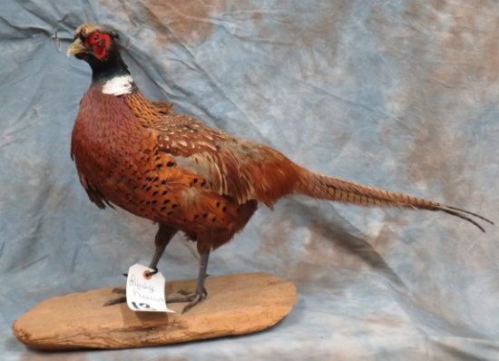 PHEASANT TAXIDERMY