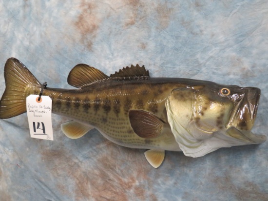REPRODUCTION 1/2 LG MOUTH BASS TAXIDERMY