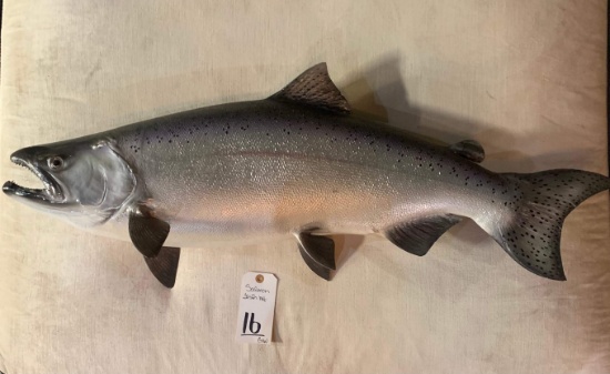 SALMON FISH MT  TAXIDERMY
