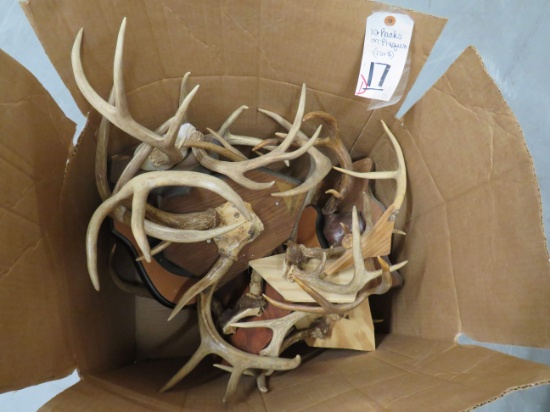 10 RACKS ON PLAQUES (10x$) TAXIDERMY