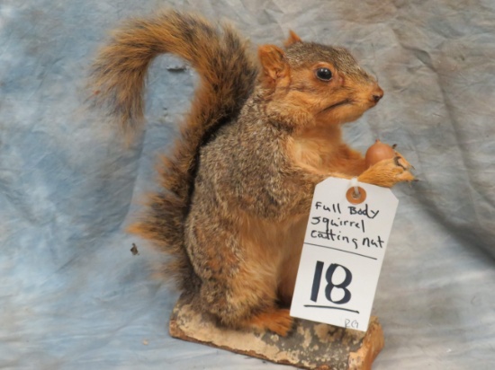 FULL BODY SQUIRREL EATING A NUT ON WOOD
