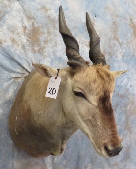 ELAND SH MT TAXIDERMY