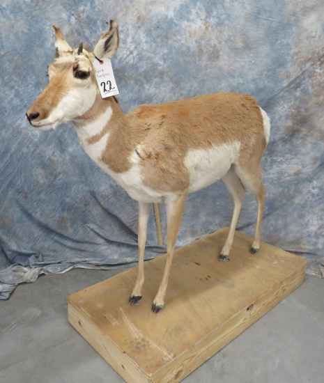 LIFESIZE PRONGHORN TAXIDERMY