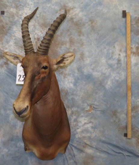 TOPI SH MT TAXIDERMY