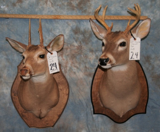 2 SPIKE WHITETAIL SH MTS (2X$) TAXIDERMY