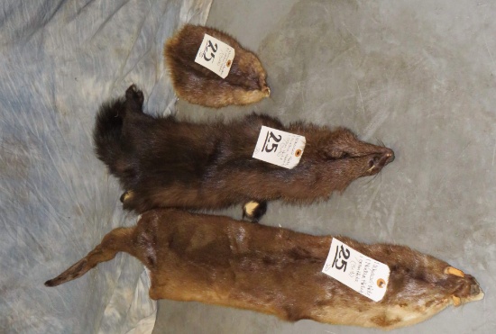 1 WEASEL, 1 NUTRA, & 1 OTTOR HIDE (3X$) TAXIDERMY