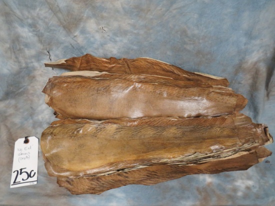 100 EEL SKINS TANNED (1X$)