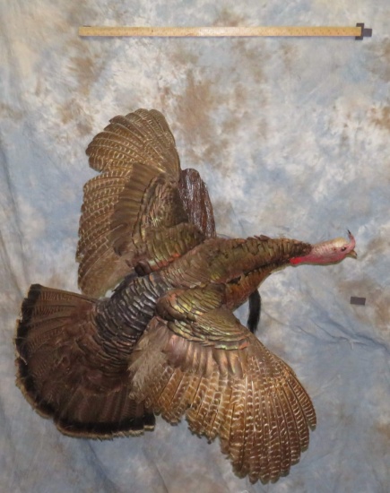 TURKEY TAXIDERMY