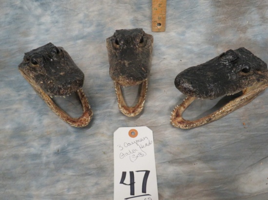 3 CAYMAN GATOR HEADS (3X$)