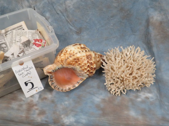 5 SEASHELLS ASSORTMENT