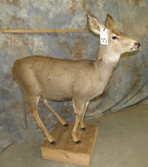 LIFESIZE MULE DEER DOE TAXIDERMY