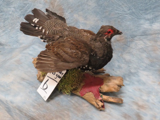 FULL BODY SPRUCE GROUSE