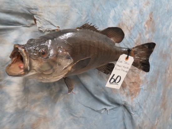 REAL SKIN SMALL MOUTH BASS TAXIDERMY