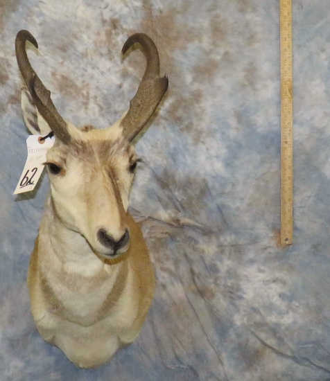 PRONGHORN SH MT TAXIDERMY