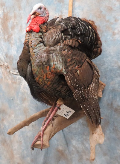 LIFESIZE TURKEY TAXIDERMY