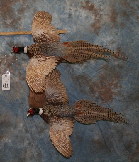 2 RINGNECK PHEASANTS (2X$) TAXIDERMY