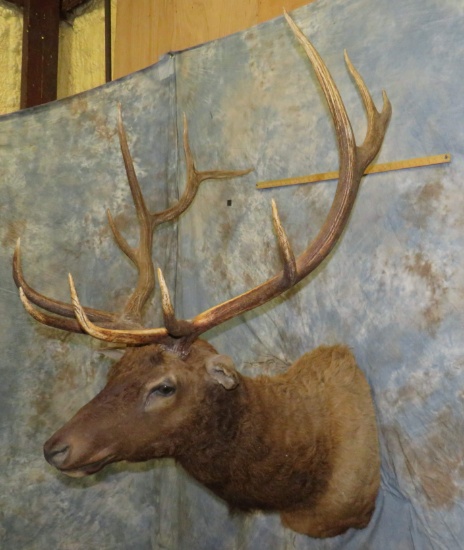 ELK SH MT TAXIDERMY
