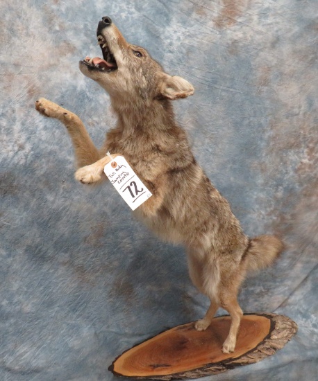 FULL BODY JUMPING COYOTE ON BASE