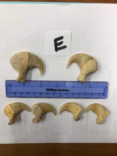 6 AFRICAN LION CLAWS (6x$) (TX RES)  TAXIDERMY