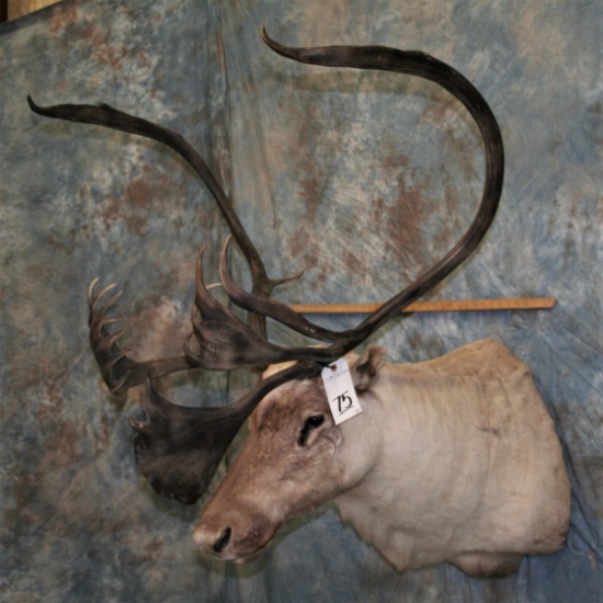 CARIBOU SH MT TAXIDERMY