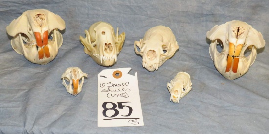 6 SMALL SKULLS (6x$)  TAXIDERMY