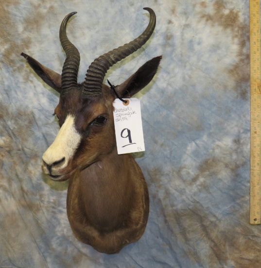 CHOCOLATE SPRINGBOK SH MT  TAXIDERMY