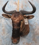 BLUE WILDEBEEST SH MT TAXIDERMY