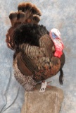 LIFESIZE TURKEY TAXIDERMY