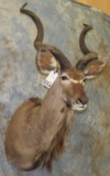 KUDU SH MT TAXIDERMY