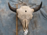 BISON SKULL (REAL HORN CAPS) TAXIDERMY