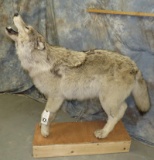 LIFESIZE HOWLING WOLF TAXIDERMY