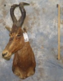 RED HARTEBEEST TAXIDERMY