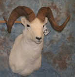 DALL SHEEP TAXIDERMY