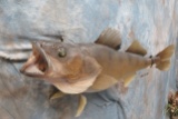 REAL SKIN WALLEYE FISH MT TAXIDERMY