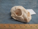 VERY NICE COUGAR SKULL