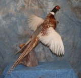 PHEASANT TAXIDERMY