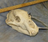 BLACK BEAR SKULL TAXIDERMY
