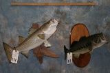STRIPE BASS & LARGE MOUTH BASS 