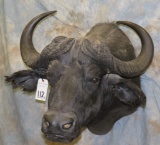 CAPE BUFFALO SH MT TAXIDERMY