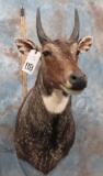 NILGAI SH MT  TAXIDERMY