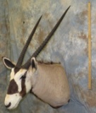 GEMSBOK SH MT TAXIDERMY