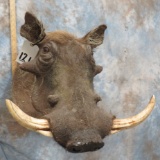 WARTHOG SH MT  TAXIDERMY