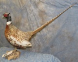 PHEASANT TAXIDERMY
