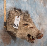 JAVALINA SH MT TAXIDERMY