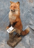 FULL BODY NORTHERN RED FOX ON BASE
