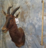 TOPI SH MT TAXIDERMY