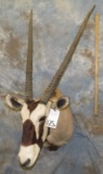 GEMSBOK SH MT TAXIDERMY