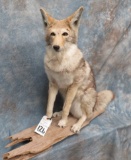 VERY NICE LIFESIZE WESTERN COYOTE TAXIDERMY