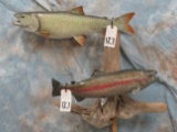 1 RAINBOW TROUT & 1 GREEN TROUT (2x$)  TAXIDERMY