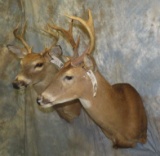 2 WHITETAIL SH MTS TAXIDERMY